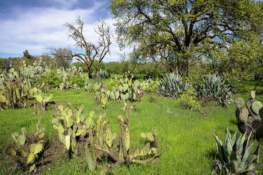 Tree Photograph - Cactus Garden by Jim Thompson Tree Photograph - Cactus Garden by Jim Thompson