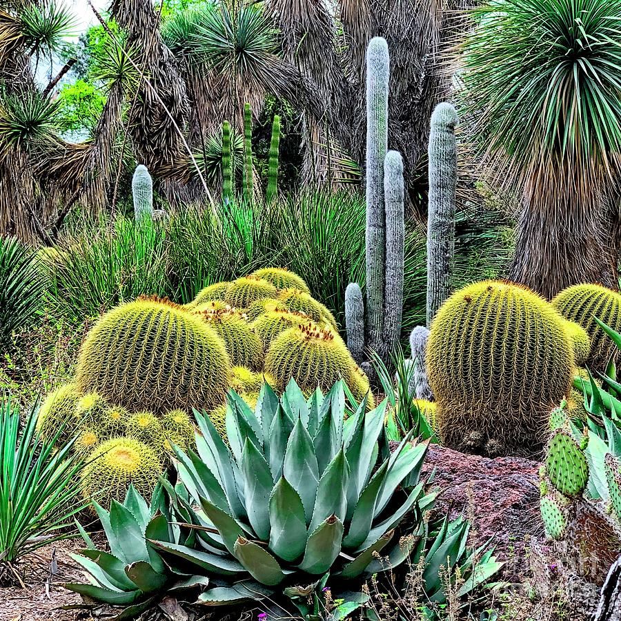 Cactus Garden Photograph by Linda Carol Case - Fine Art America