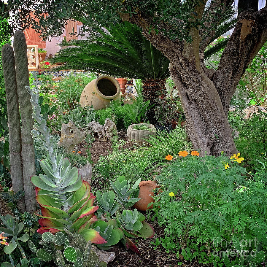 Cactus Garden Menorca Digital Art by Dee Flouton