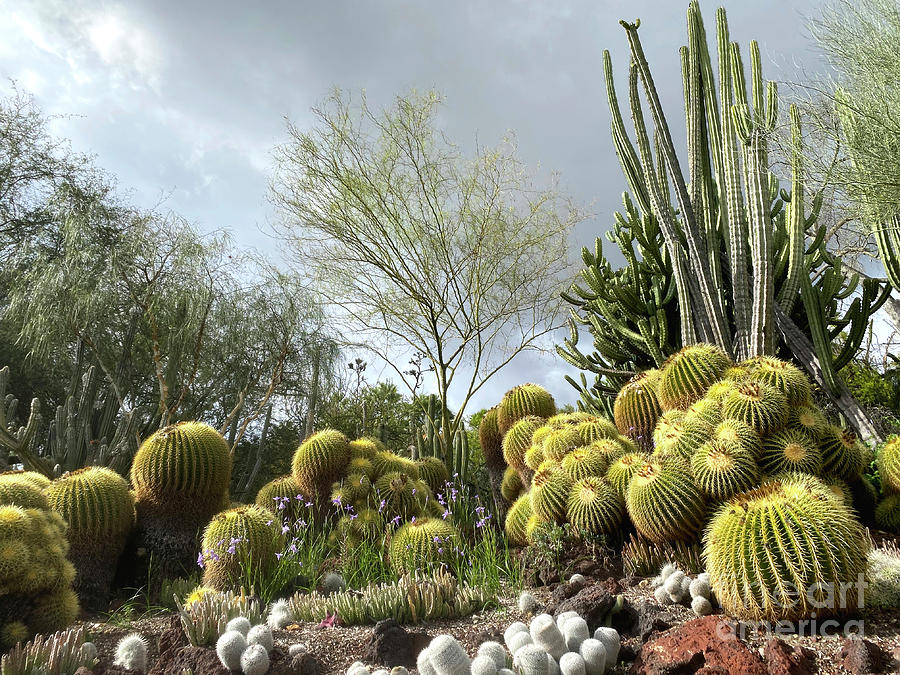Cactus Garden with Cloudy Sky Photograph by Katherine Erickson