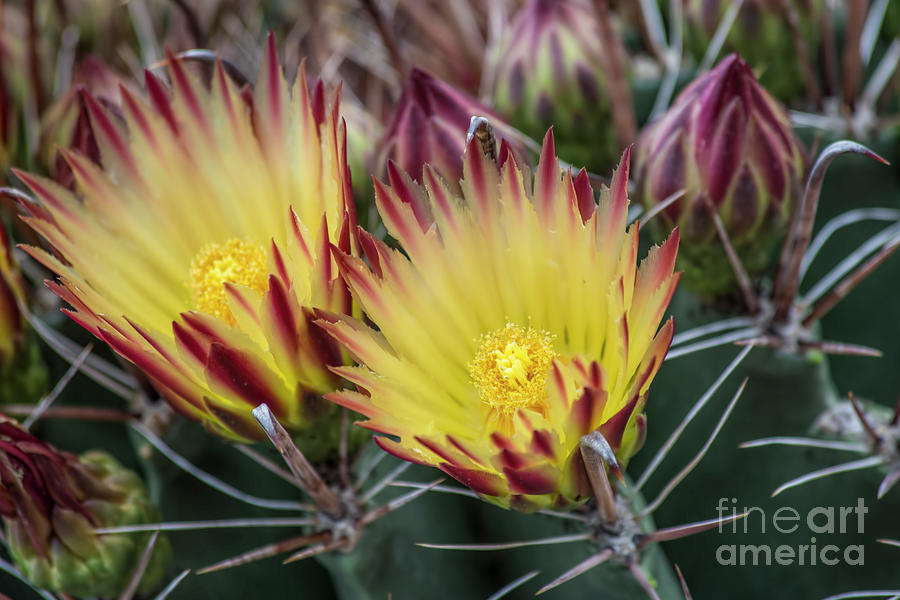 Phoenix Photograph - Cactus Gold by Elisabeth Lucas