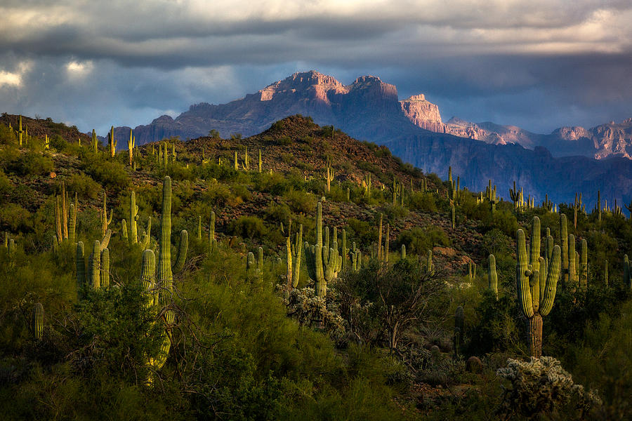 Cactus Graden Pyrography by Shakil Photography - Fine Art America