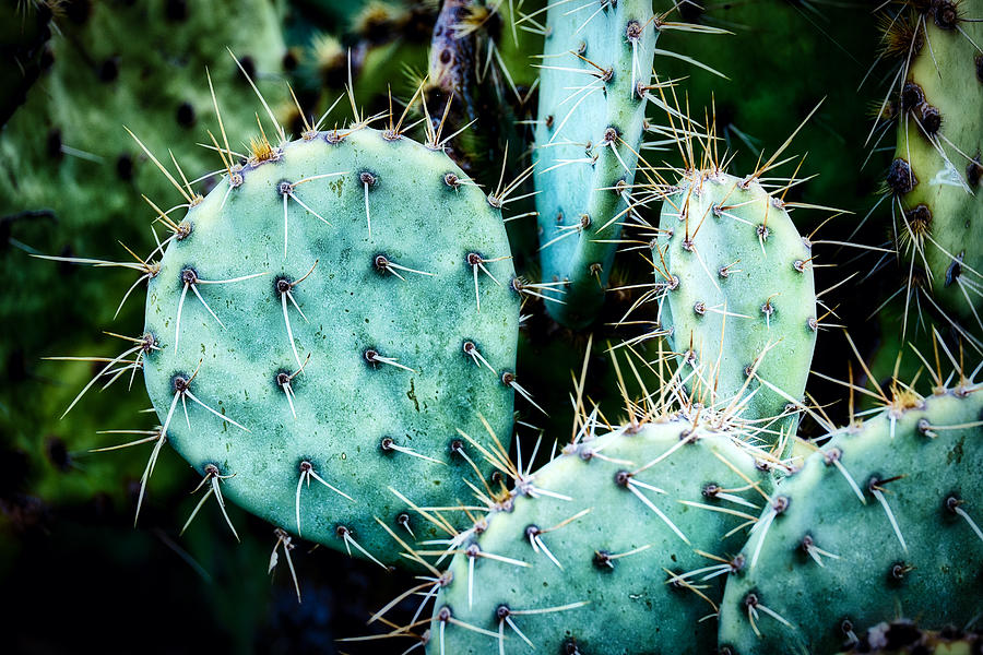 Cactus Grouping - Sedona Photograph by Stuart Litoff
