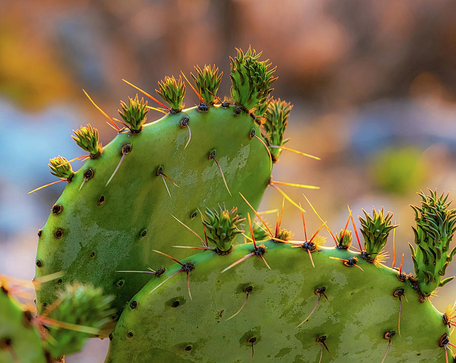 Cactus II Photograph by Stephen Anderson