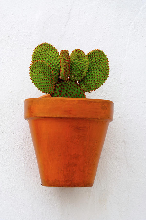 Cactus in a pot Photograph by Gary Browne