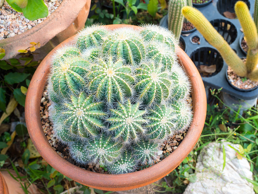 Cactus in a pot, select focus Photograph by Aptx4869