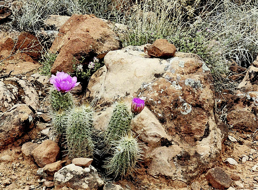 Cactus in Bloom Photograph by Sharon Williams Eng