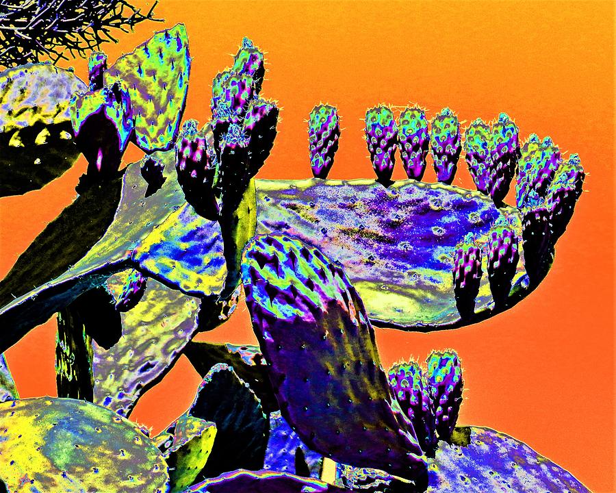 Cactus In Color Photograph by Andrew Lawrence