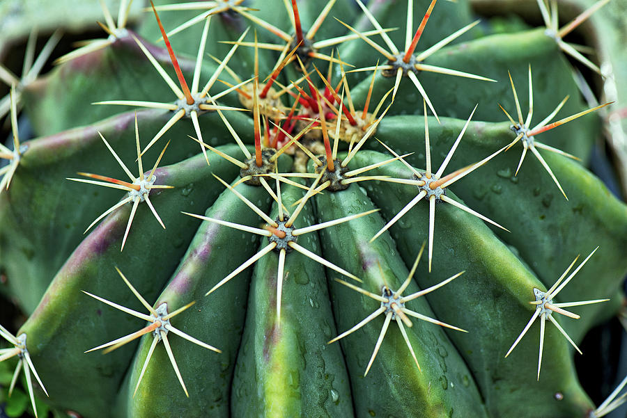 Cactus in color Photograph by Doug Wittrock