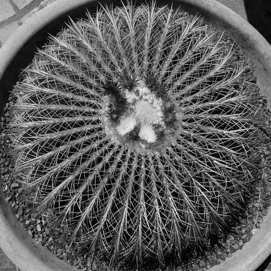 Cactus in Flower Pot Photograph by Katlyn Reynolds - Fine Art America