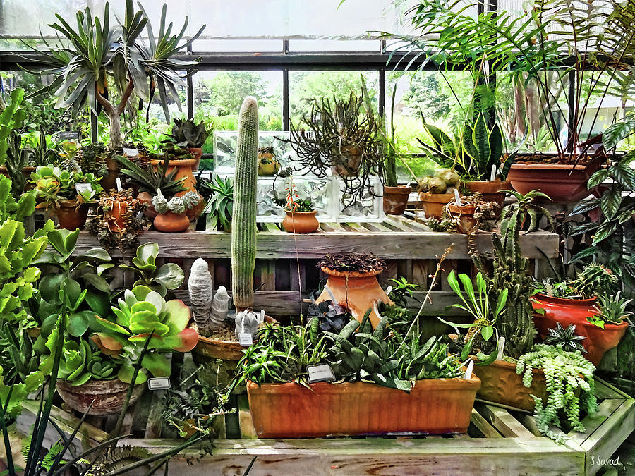 Cactus in Greenhouse Photograph by Susan Savad
