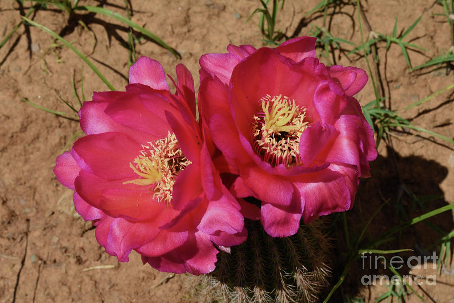 Cactus in pink Digital Art by Yenni Harrison