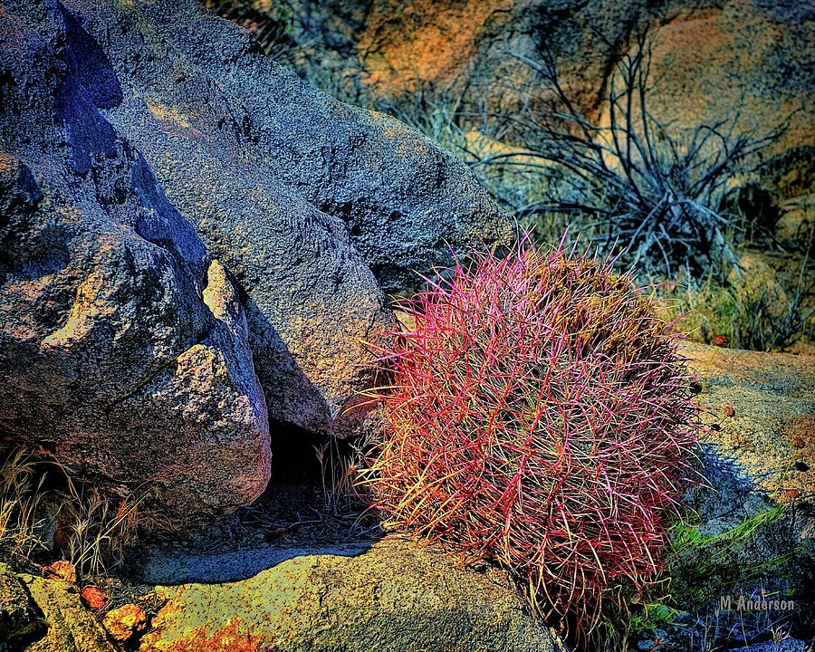 Joshua Tree National Park Photograph - Cactus in The Desert by Michael R Anderson