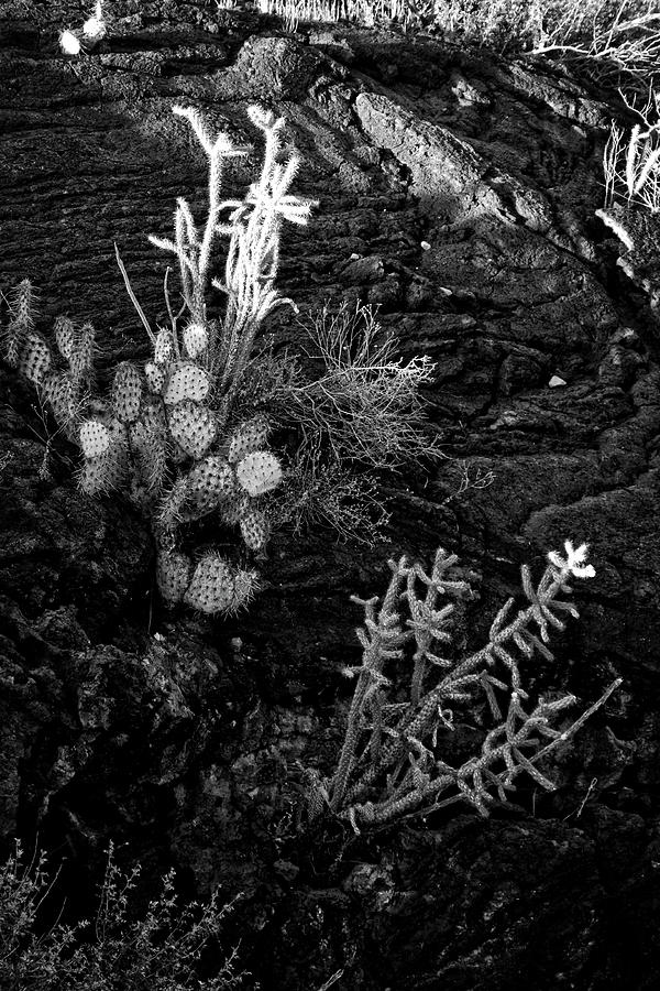 Cactus in the Rock Photograph by George Taylor
