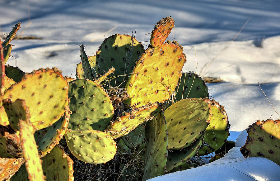 Cactus in the Snow Photograph by JC Findley