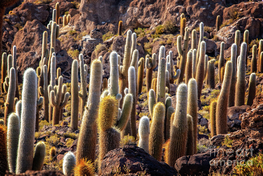Nature Photograph - Cactus island in Salar de Uyuni by Delphimages Photo Creations