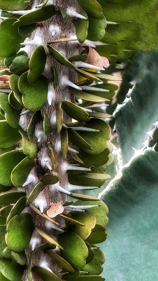 Cactus  Photograph by JoAnn Lense