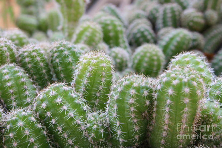 Cactus Photograph by Julie Alison