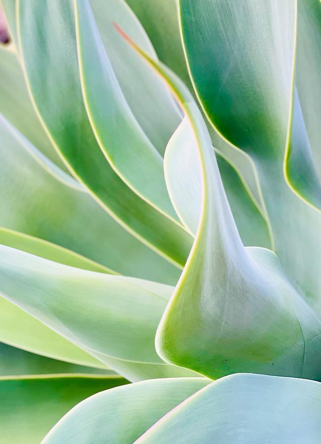 Agave Blue Glow 1 Photograph By Kate Peng - Fine Art America