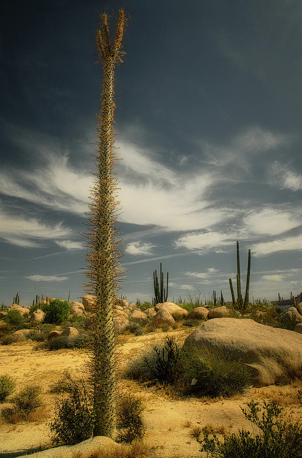 Cactus landscape 1 Photograph by Micah Offman