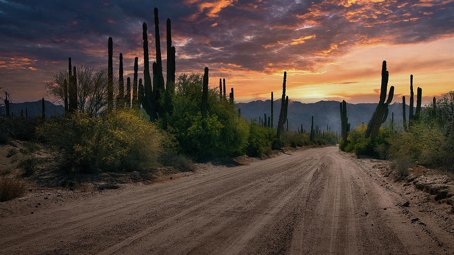 Cactus landscape 2 Photograph by Micah Offman