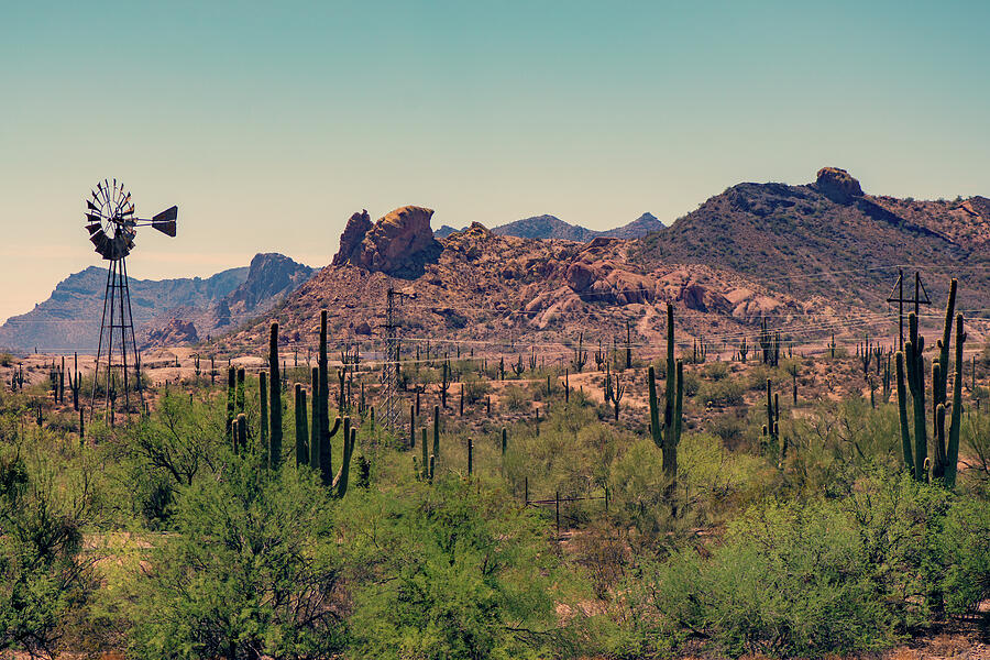 Cactus Landscape Photograph by Ray Devlin