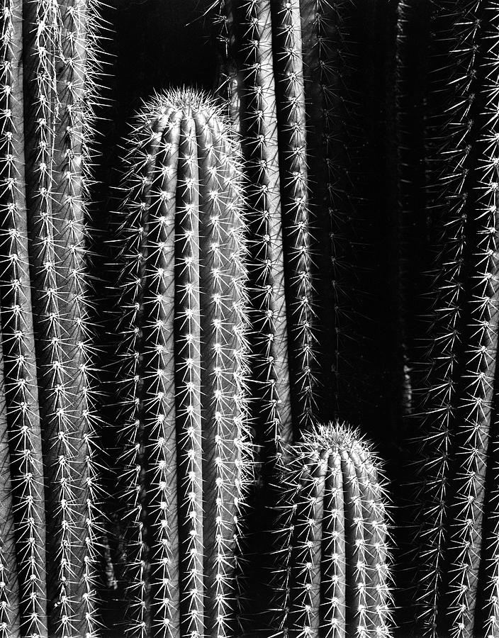 Cactus Photograph by Lee Santa