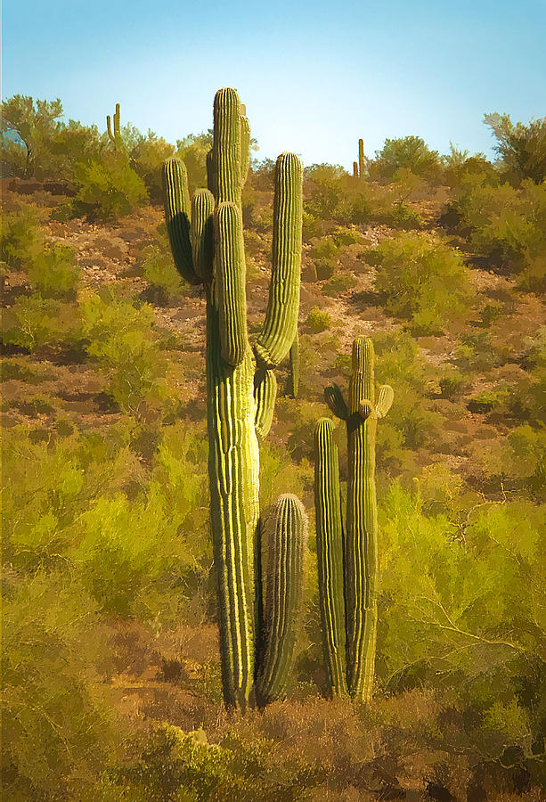 Cactus Photograph by Lou  Novick