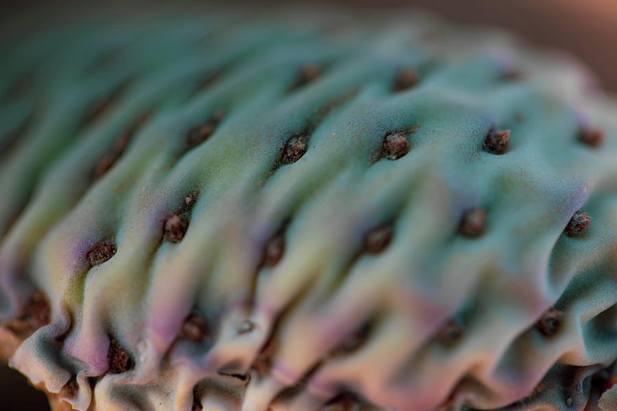 Cactus Macro Photograph by Go and Flow Photos