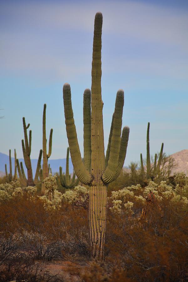 Cactus Magic Photograph by Go and Flow Photos