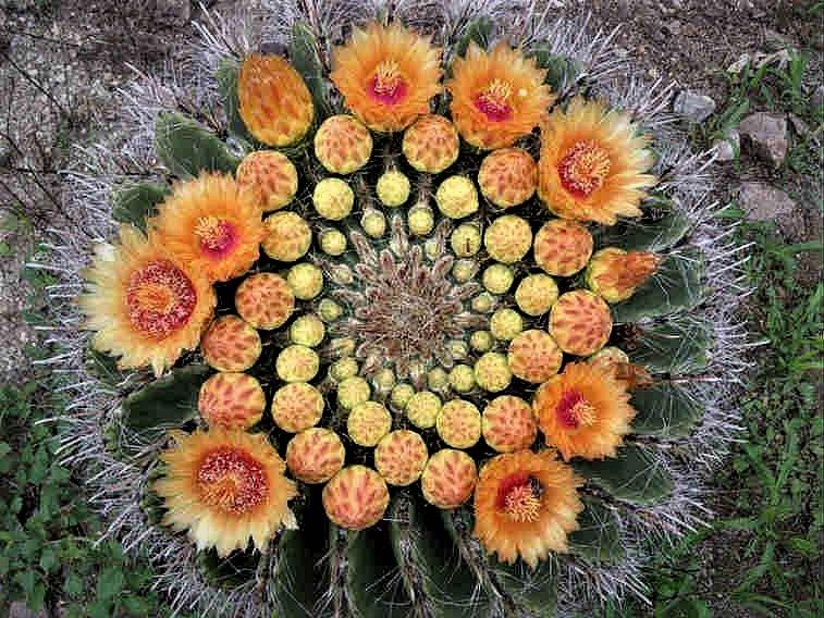 Cactus Photograph - Cactus Mandala by Nancy Ayanna Wyatt