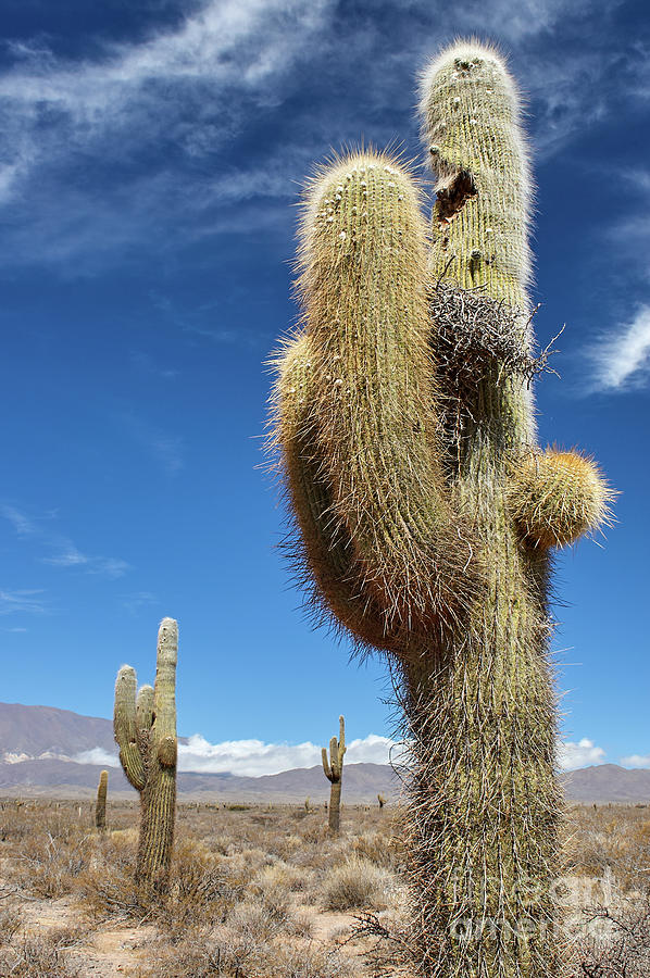 Cactus Photograph by Matteo Del Grosso Cactus Photograph by Matteo Del Grosso