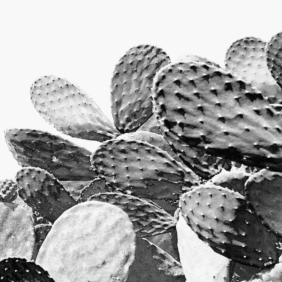 Nature Photograph - Cactus mini by TheMilkyWay SixOneSix