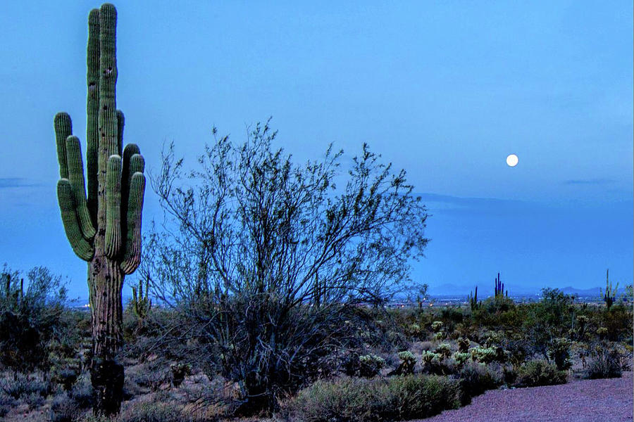 Cactus Moonrise 48x Photograph by Randy Jackson