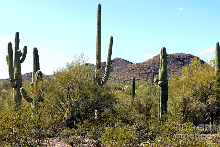 Cactus Mountain Photograph by Stephen Schaps
