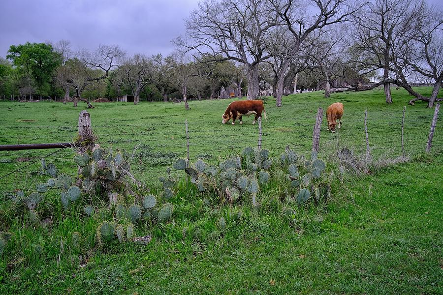 Cactus n Cattle  Photograph by Buck Buchanan