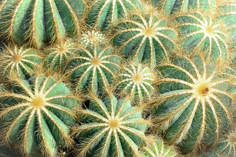 Cactus Nation Digital Art by Rebecca Herranen