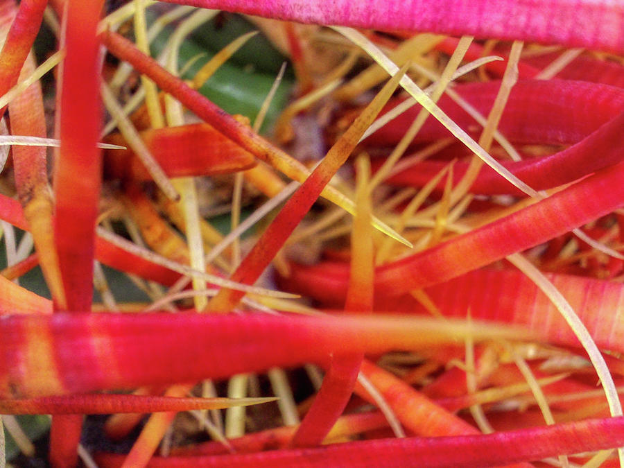 Cactus Needle Pasta Photograph by Gene Taylor
