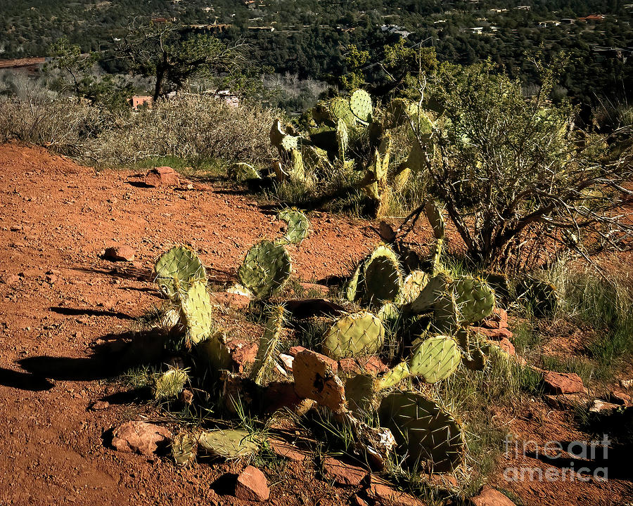 Cactus on a Hill Photograph by Jon Burch Photography