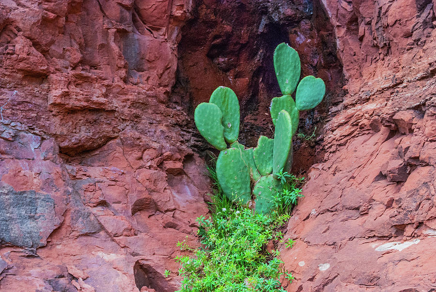 Cactus on a Rock Photograph by Gordon Sarti