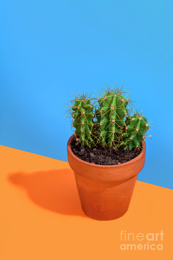 Cactus on bright orange and blue background Photograph by Jelena Jovanovic