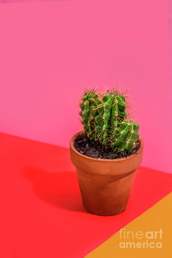 Cactus on bright red, pink and orange background Photograph by Jelena Jovanovic