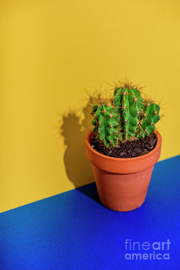 Cactus on bright yellow and blue background Photograph by Jelena Jovanovic