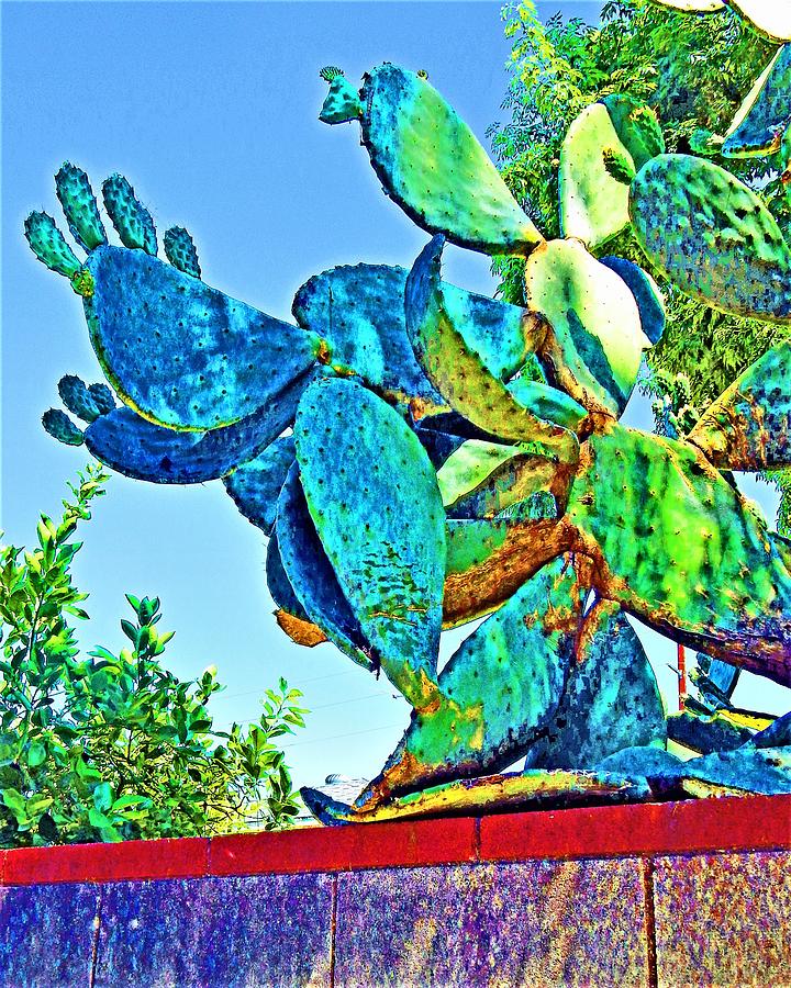 Cactus On Wall Photograph by Andrew Lawrence