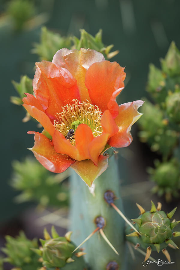 Cactus Orange Photograph by Aaron Burrows
