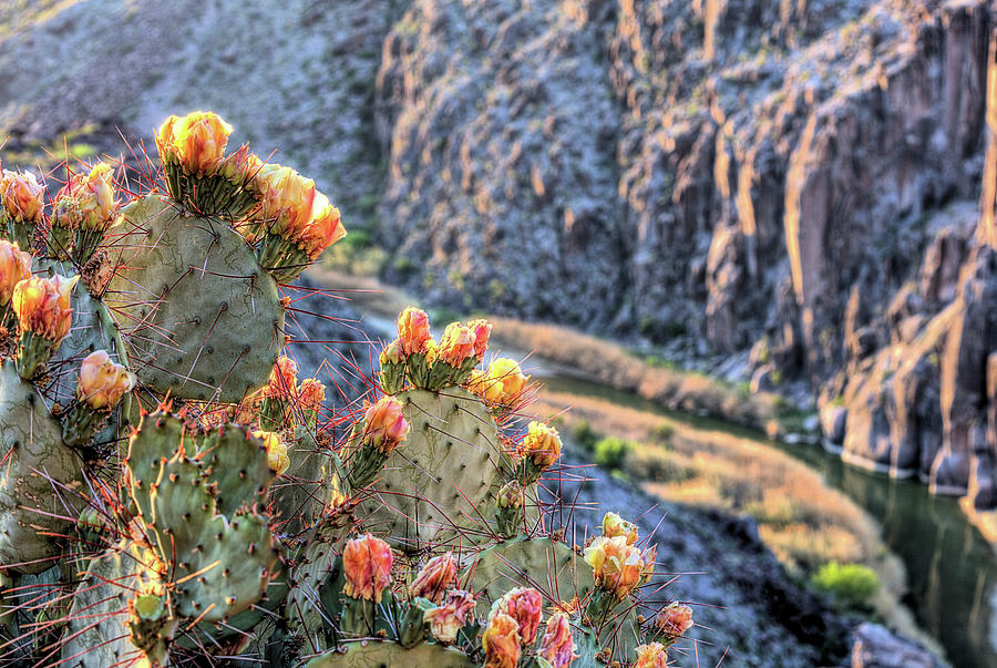 Cactus Over The Rio Grande Photograph by JC Findley