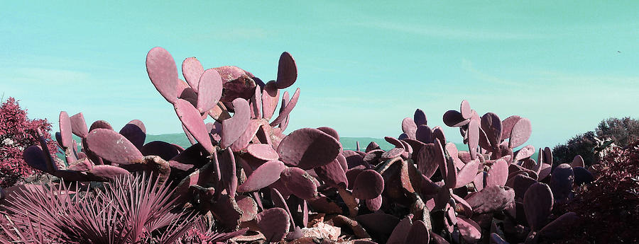 Cactus Pear Opuntia Ficus-indica Prickly Pear - Surreal Art By Ahmet Asar Digital Art