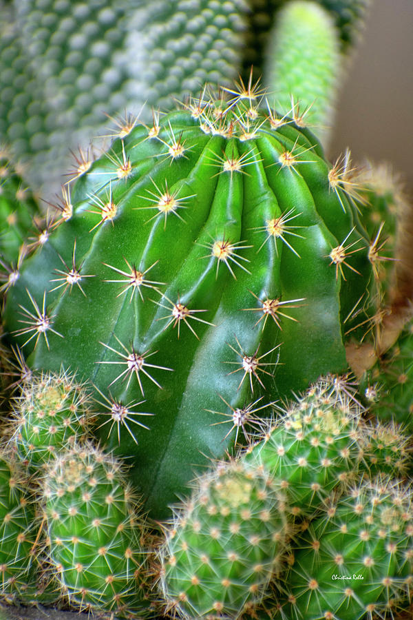 Cactus Plants Photograph by Christina Rollo