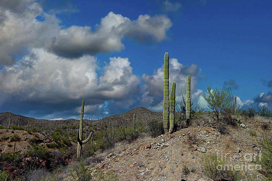 Cactus Quartet Photograph by Jon Burch Photography
