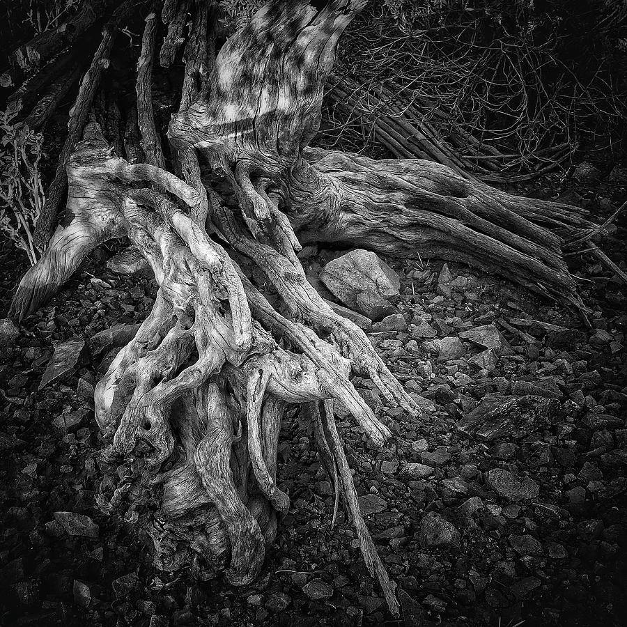 Cactus Roots Black and White Photograph by Bruce Moore - Fine Art America